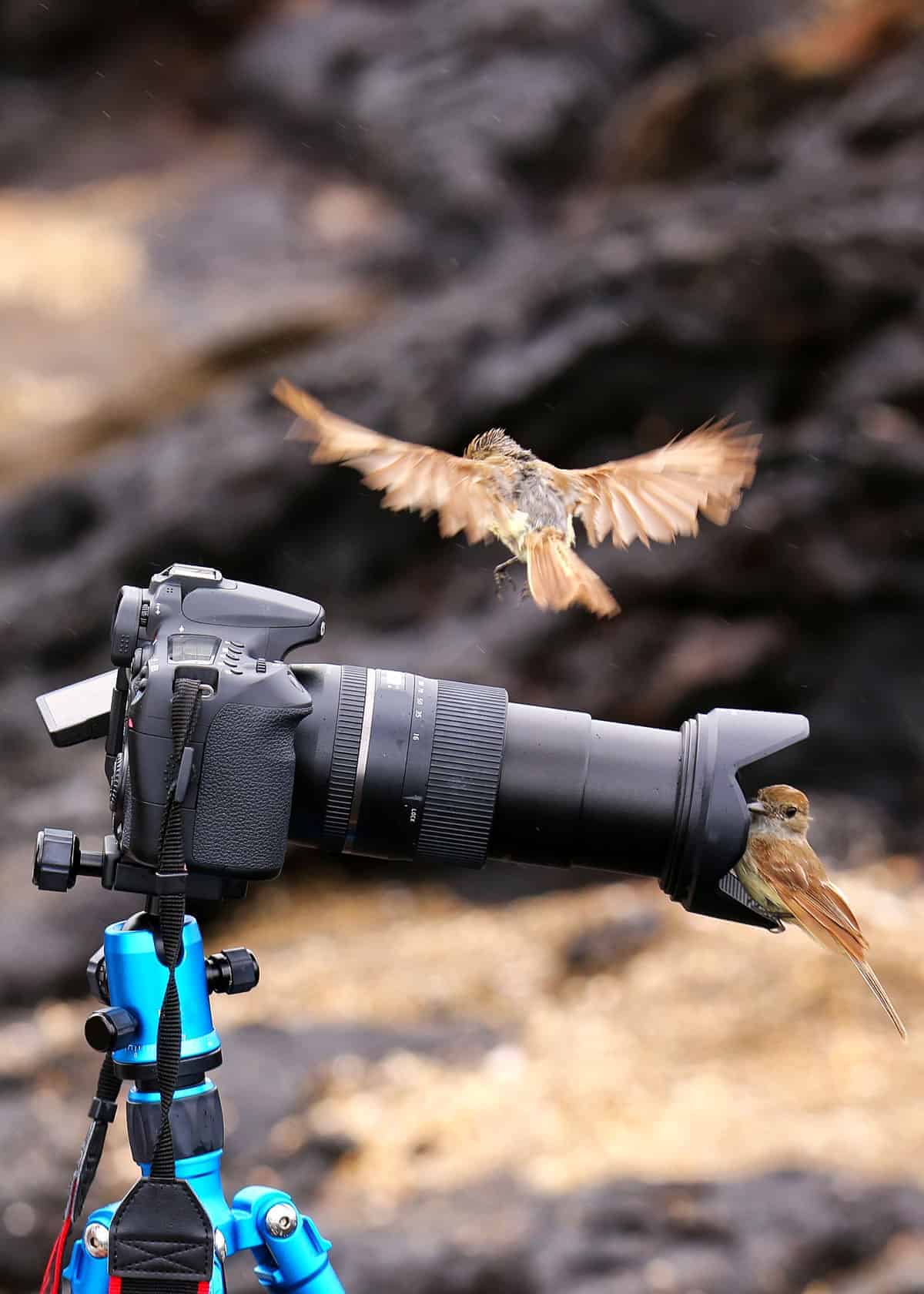 https://gringosabroad.com/wp-content/uploads/2018/11/best-camera-for-galapagos-birding.jpg