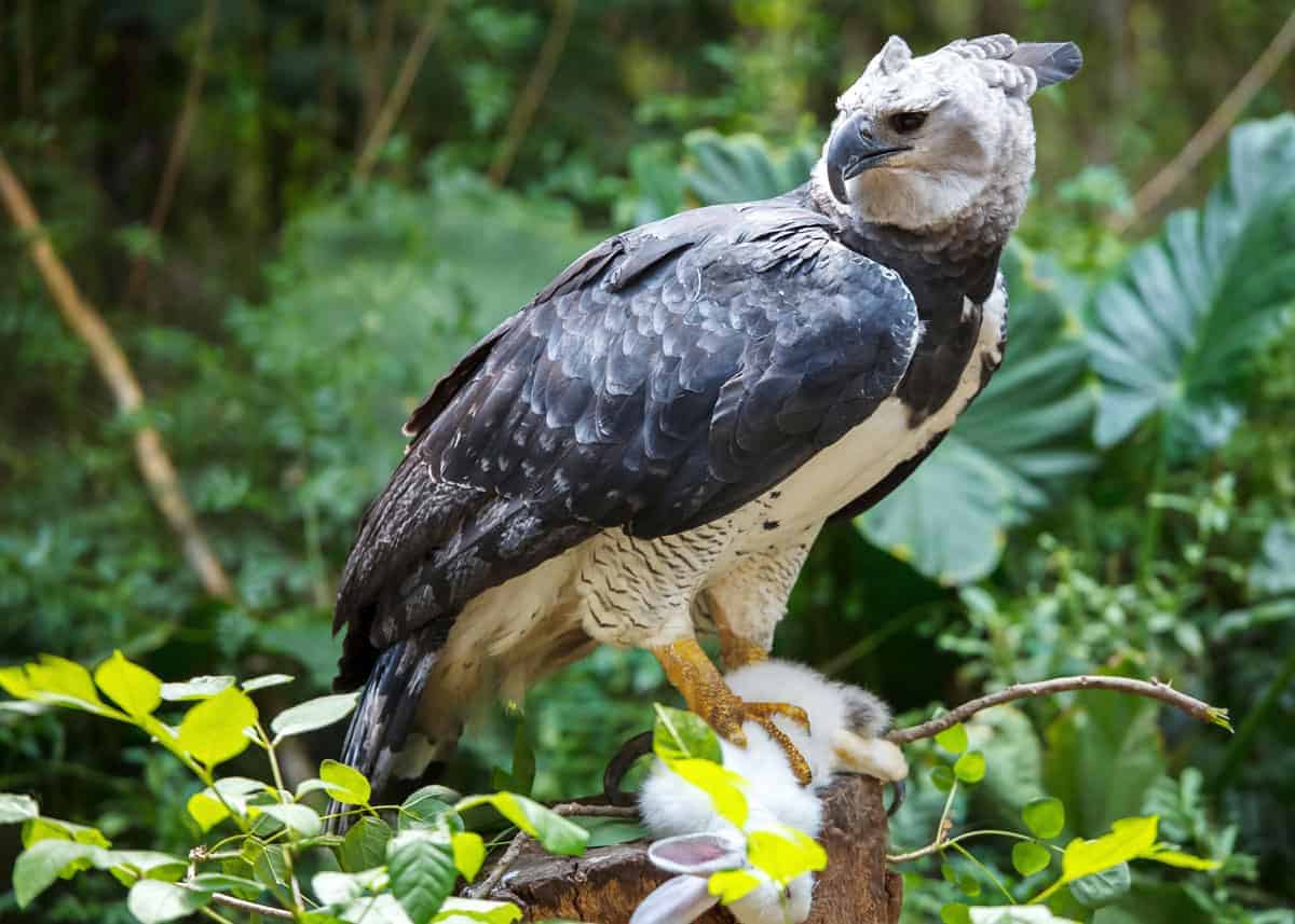 Image result for Harpy eagle