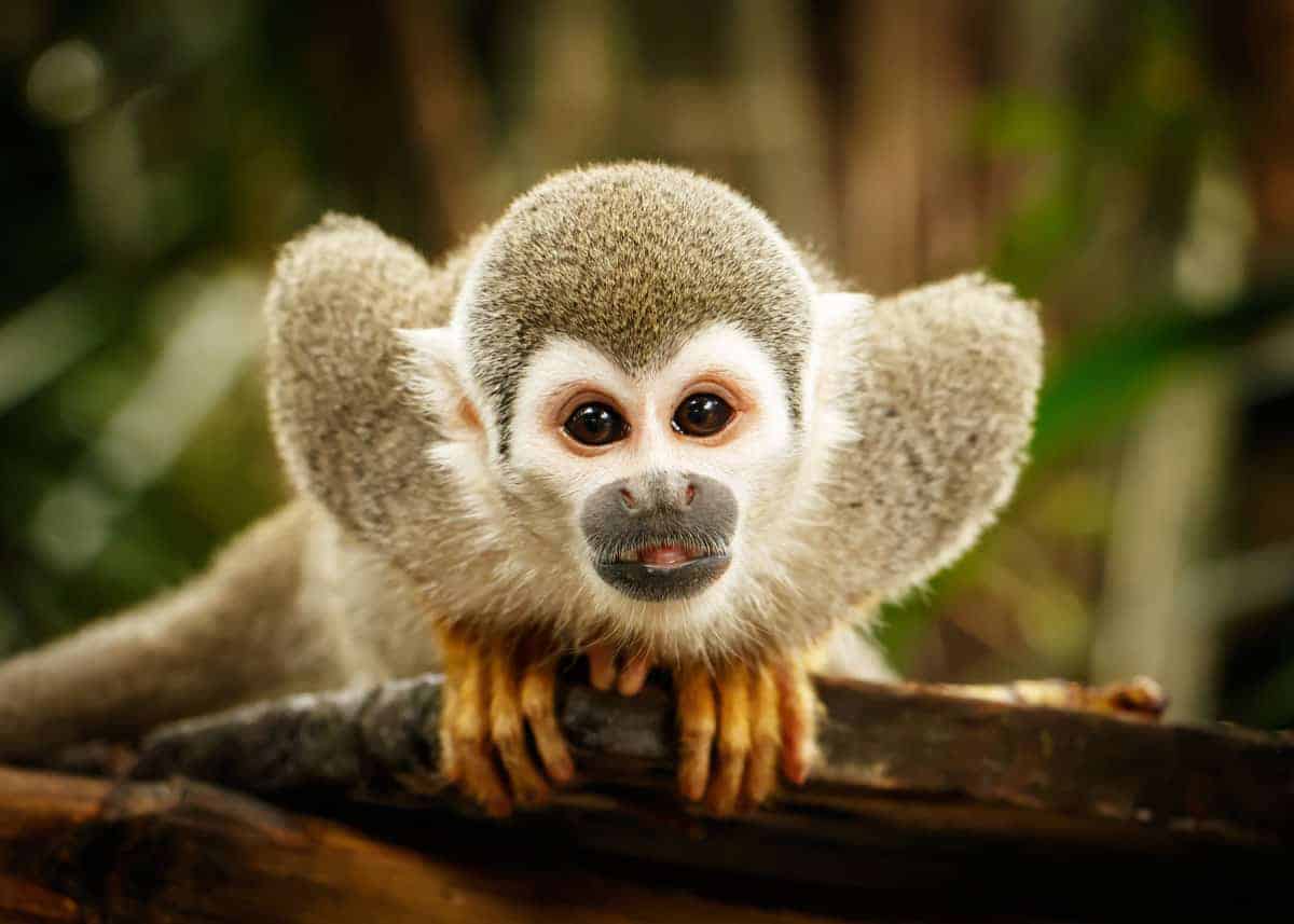 35 Squirrel Monkey Facts All 5 Saimiri Species Plus 8 Subspecies Gringosabroad,Wheat Flour